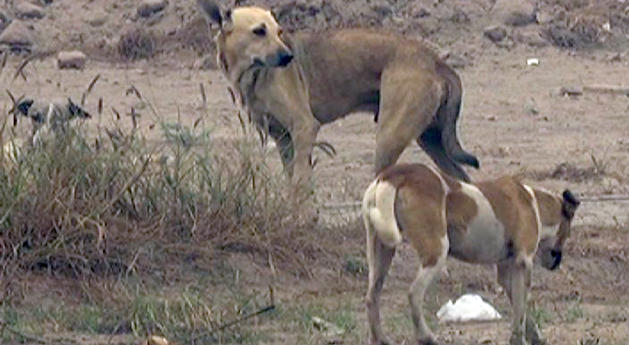 Stray dogs increased at Al-Noor industrial area graveyard