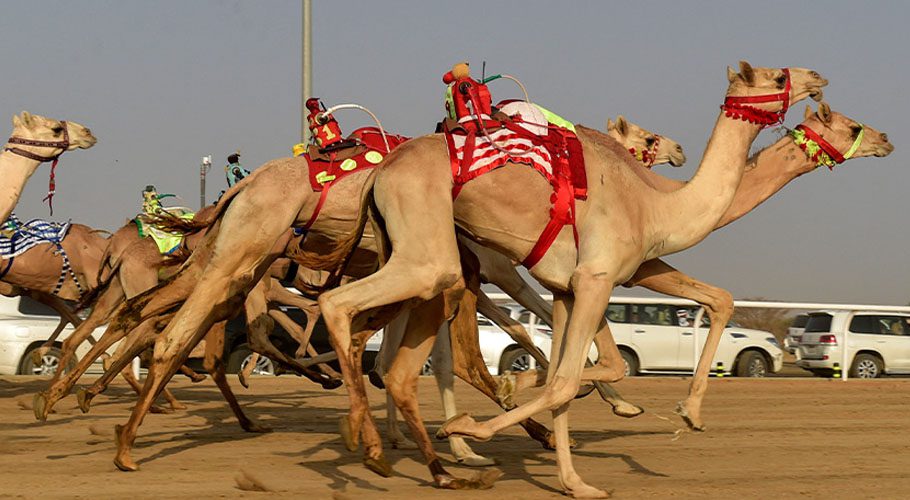 سعودی عرب کے اونٹ میلے میں پاکستانی اونٹوں کا خوبصورت رقص