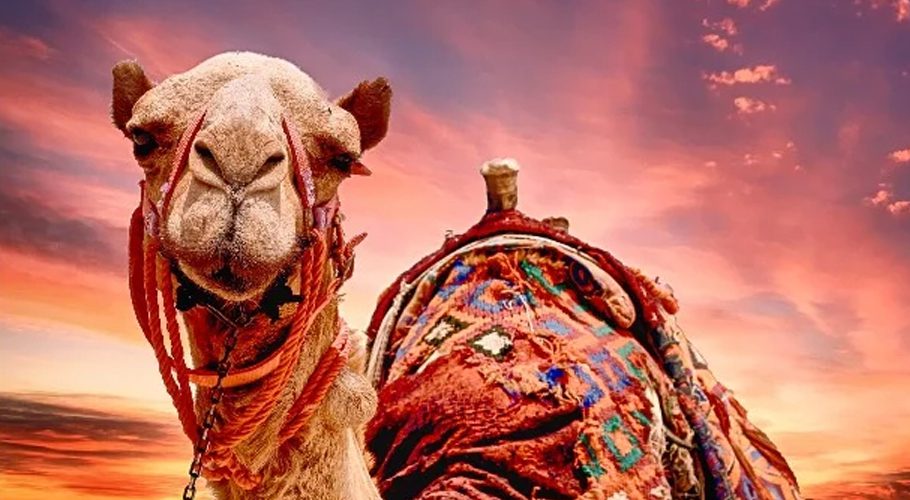 سعودی عرب میں اونٹنیوں کے مقابلہ حسن کا آغاز ہوگیا