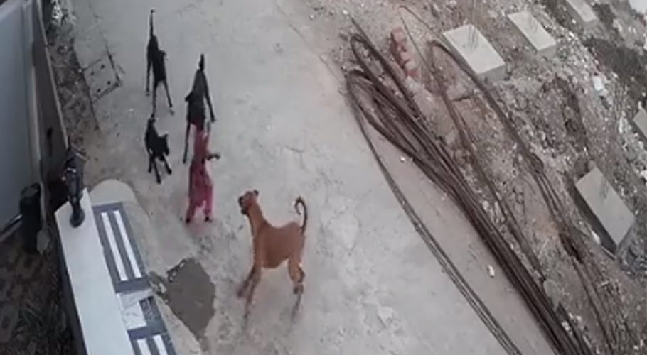 4 سالہ بچی کو کتوں نے بھنبھوڑ ڈالا، دل دہلادینے والی ویڈیو وائرل