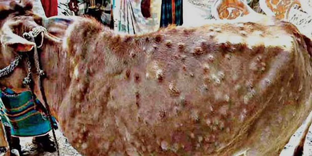 سندھ کے جانوروں میں گانٹھ والی جلد کی بیماری پھیلنے لگی