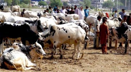 سندھ بھر میں مویشی منڈیوں پر پابندی عائد کردی گئی، نوٹیفکیشن جاری
