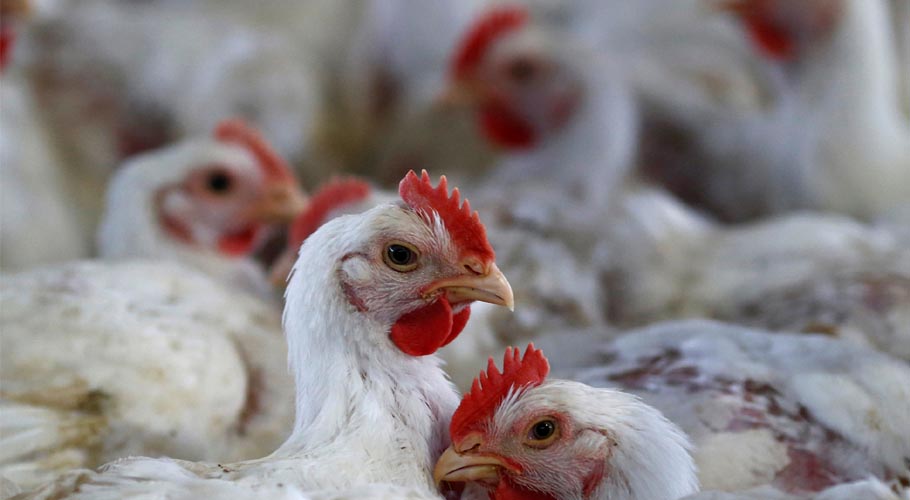 مرغیوں میں بھی انسانی صحت کیلئے مضر”فزولا“وائر س پھیلنے لگا