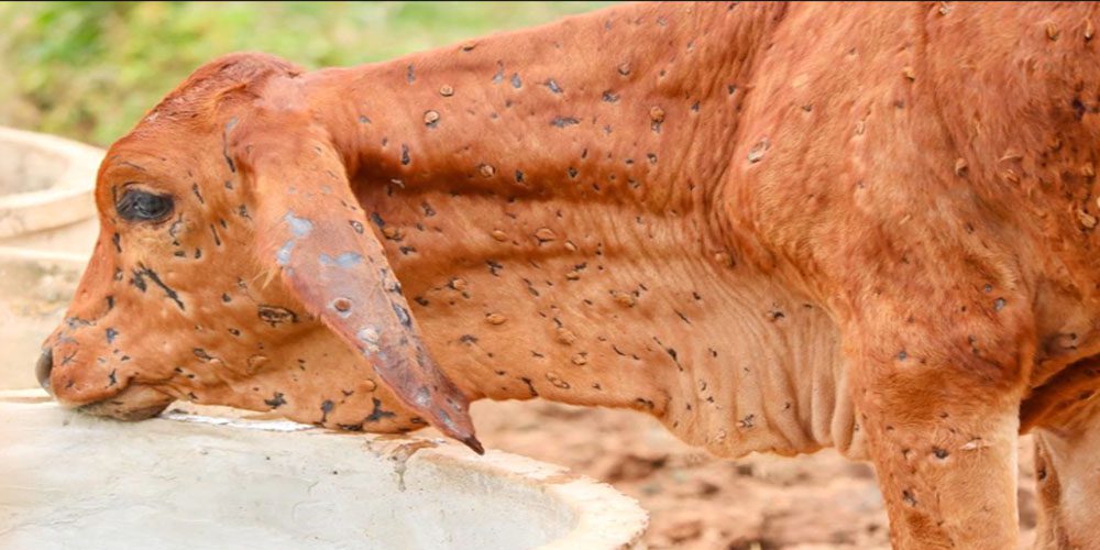 لمپی سکن وائرس کیا ہوتا ہے، کیا متاثرہ جانوروں کا گوشت اور دودھ انسانی جسم کیلئے نقصان دہ ہے؟