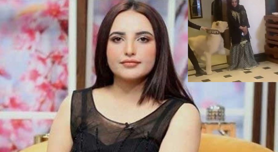 اصلی شیر کے حملے میں حریم شاہ کے ساتھ کیا ہوا، ویڈیو سوشل میڈیا پر وائرل