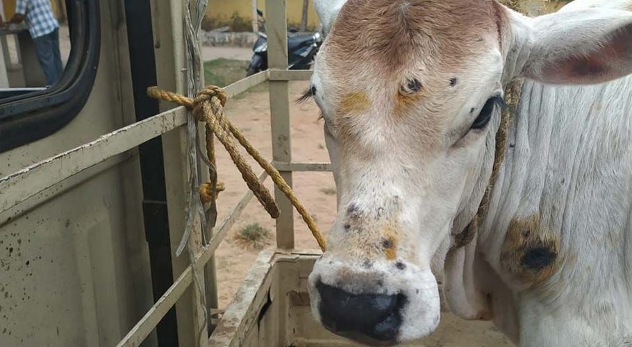 Cattle farms report outbreak of lumpy skin disease in Karachi