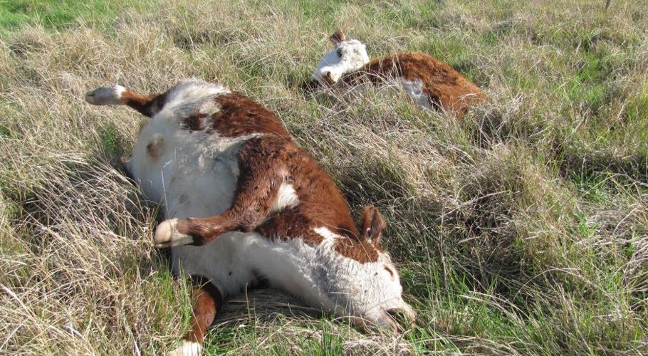 lumpy skin disease affects thousands of cattle in Sindh