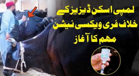 سندھ حکومت نے جانوروں میں لمپی اسکن کی ویکسینیشن کا آغاز کردیا