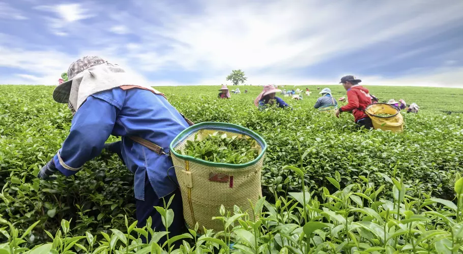 Tea imports increase by 11.95 percent in 8 months