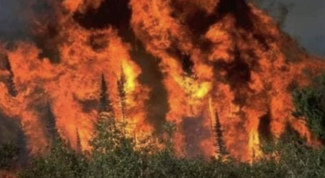 کوہِ سلیمان کے جنگلات میں آتشزدگی، سیکڑوں درخت جل گئے