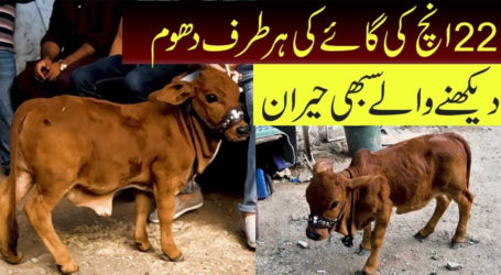 کراچی میں قدرت کا حسین شاہکار جسے دیکھ کر عقل دنگ رہ جائے،صرف22انچ کی گائے