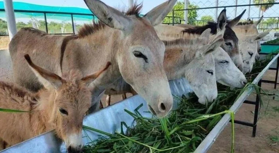 نوکری سے پریشان نوجوان نے گدھوں کا کاروبار شروع کردیا