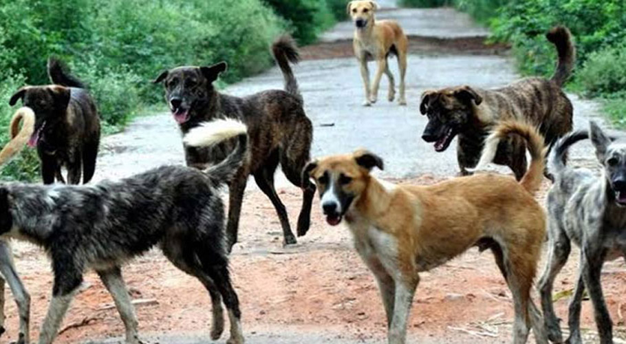 اسلام آباد کی ویٹرنری یونیورسٹیز میں تجربہ کے نام پر جانوروں کا استحصال کیا جانے لگا