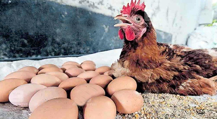 مرغی کا 6 گھنٹے میں 24 انڈے دینے کا بڑا کارنامہ