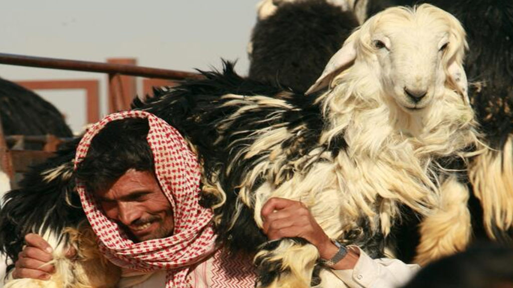 حجاج کی سہولت کیلئے قربانی کے 50ہزار بکروں کی کھیپ جدہ پہنچ گئی