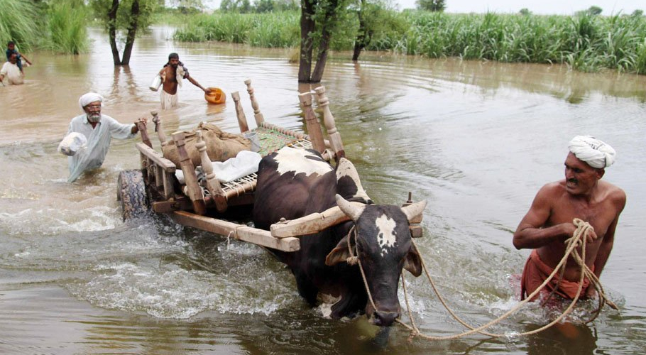 سندھ میں سیلاب اور بارشیں، لائیو اسٹاک شعبے کو اربوں روپے کا نقصان