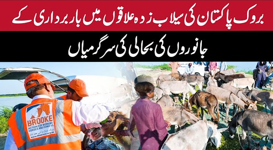 سیلاب زدہ علاقوں میں جانوروں کی حالت نا قابلِ بیان، متعدد جانور لنگڑے ہوگئے