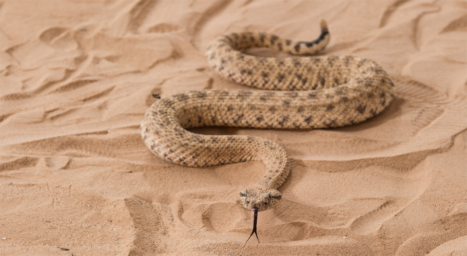 صحرائے تھر میں بارشوں کے بعد سانپ بلوں سے باہر آگئے، 1600 سے زائد افراد سانپوں کے ڈسنے سے زخمی
