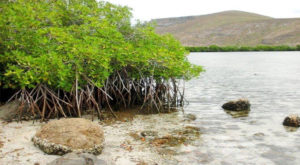 میکسیکن مینگروز ہزاروں سالوں سے موسمیاتی تغیر سے لڑنے میں انتہائی اہم کردار ادا کر رہے ہیں، تحقیق