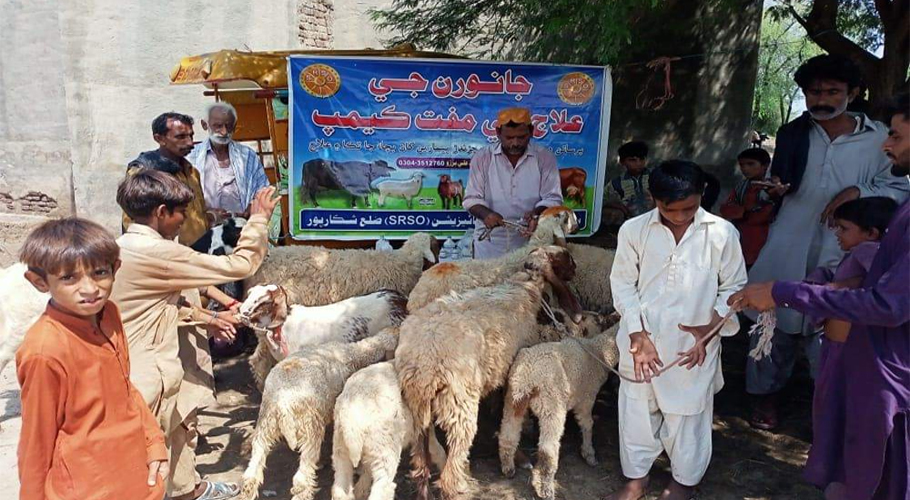 سرسو کی جانب سے سیلاب زدہ اضلاع میں جانوروں کی ویکسینیشن مہم جاری