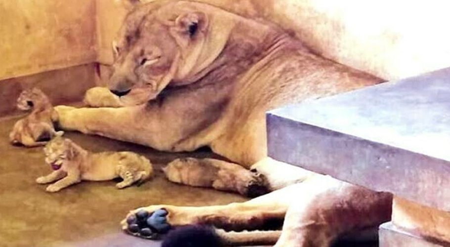 لاہور کے سفاری زو میں شیرنی نے تین بچوں کو جنم دے دیا