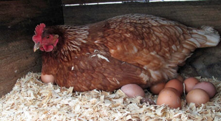 ایک دن میں 31 انڈے دینے والی مرغی سب کی توجہ کا مرکز بن گئی