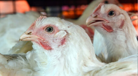 ملک بھر میں چکن کی قیمت کیوں بڑھ رہی ہے، وجہ سامنے آگئی