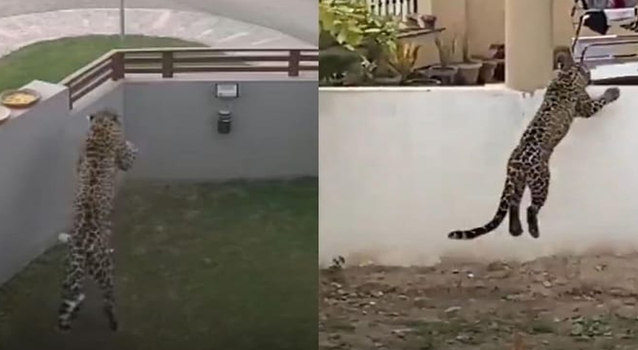 راولپنڈی کی نجی ہاؤسنگ سوسائٹی میں چیتا گھس گیا، 3افراد زخمی