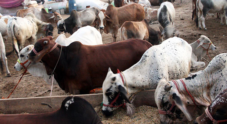 سندھ حکومت نے عوامی مقامات پر مویشی منڈیاں لگانے پر پابندی عائد کردی