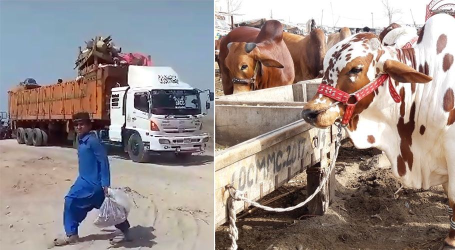 مویشی منڈی نادرن بائی پاس میں جانوروں کی آمد کا سلسلہ جاری