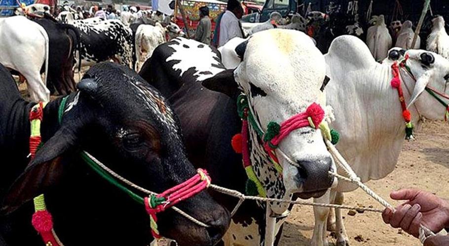 مویشی منڈی قربانی کے تین لاکھ جانوروں سے سج گئی، رونقیں بحال