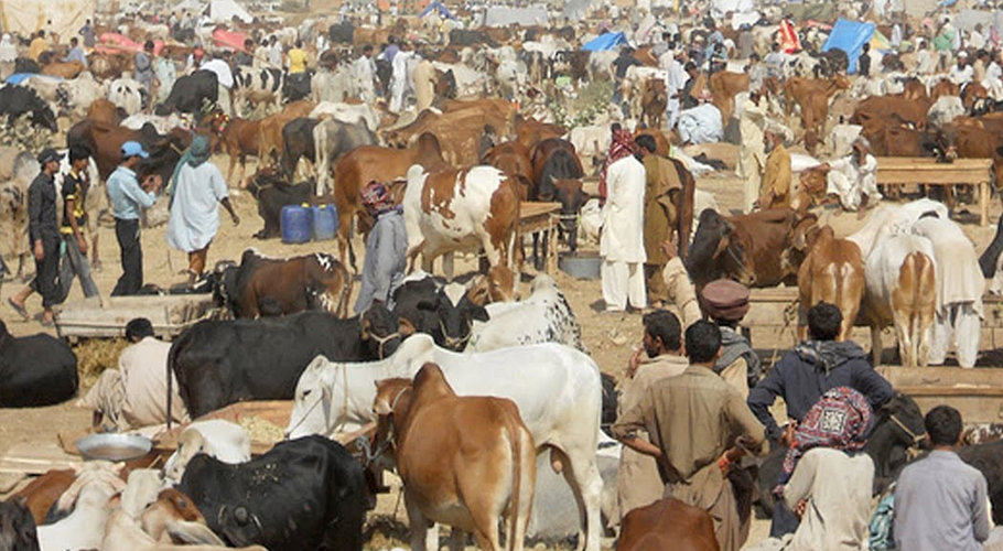قربانی کے جانوروں کی قیمتیں کیوں بڑھ رہی ہیں؟