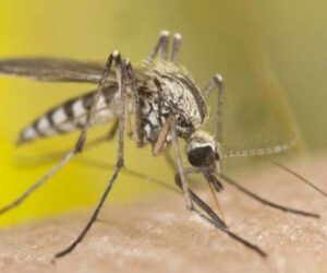 سندھ میں 24 گھنٹوں میں ملیریا کے 5 ہزار سے زائد کیسز رپورٹ