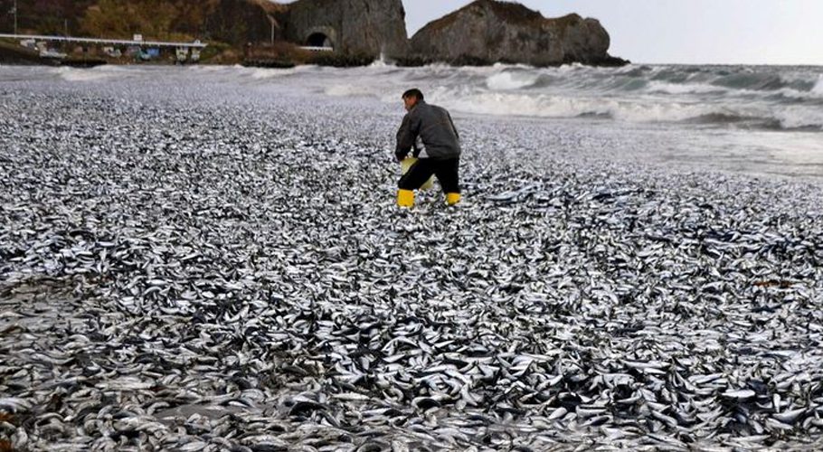 جاپان کے ساحل پر ہزاروں مردہ مچھلیاں سامنے آگئیں