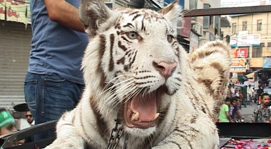 ن لیگی کارکنان ریلی میں اصلی شیر لے آئے، پھر کیا ہوا؟