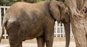 Elephant Madhubala to be shifted to Safari Park next month FROM KARACHI ZOO