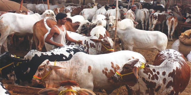 Asia’s largest Karachi cattle market expects record 800,000 animals for Qurbani
