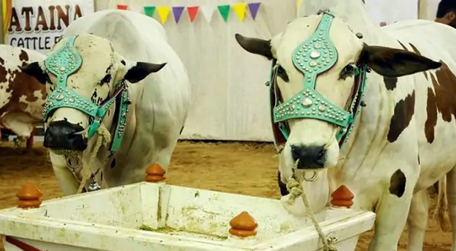 Commissioner takes action against illegal cattle market in Karachi