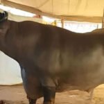 Indian buffalo Anmol worth Rs.23 crore goes viral online: Watch the video