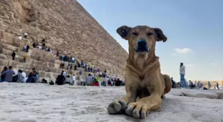 Stray dog Apollo scales Egypt’s pyramids, video goes viral