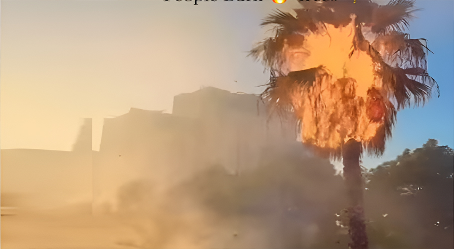PTI protesters set tall date trees on fire on Islamabad’s Jinnah Avenue: Watch video
