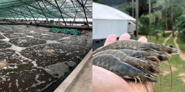 Punjab launches shrimp farming internship program