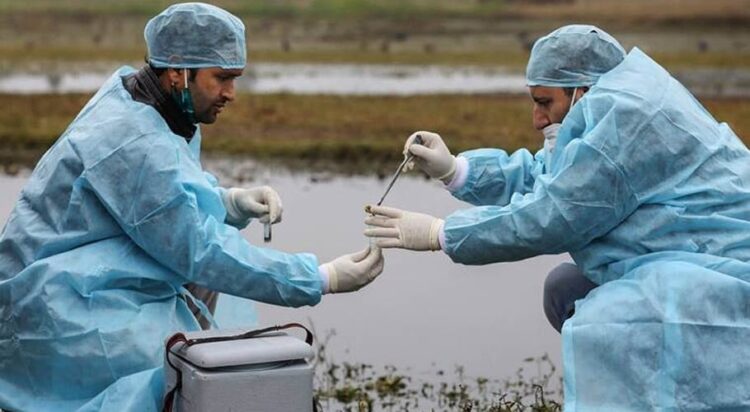 Is bird flu spreading in the US again?