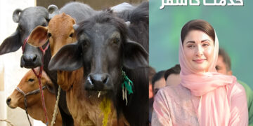 How to receive free cows and buffaloes under CM Maryam Nawaz’s livestock support package?