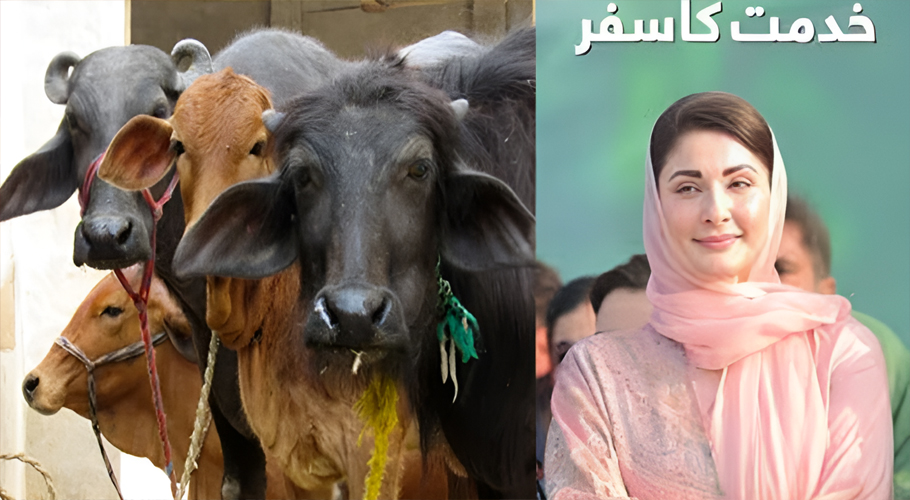 How to receive free cows and buffaloes under CM Maryam Nawaz’s livestock support package?