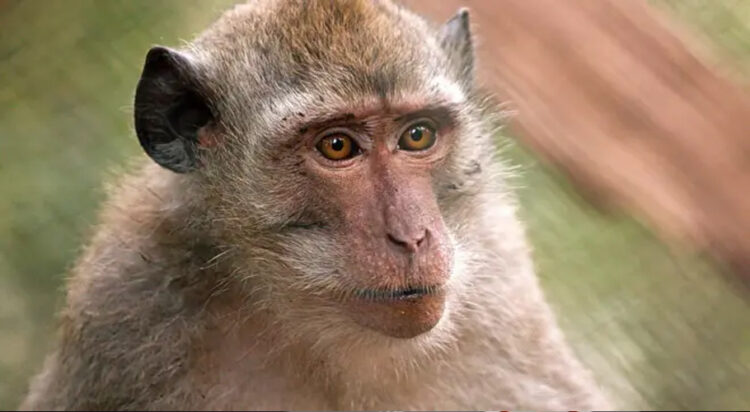 43 monkeys escape from US medical lab: Are they dangerous?