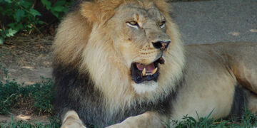 Successful jaw surgery restores lion's health in punjab