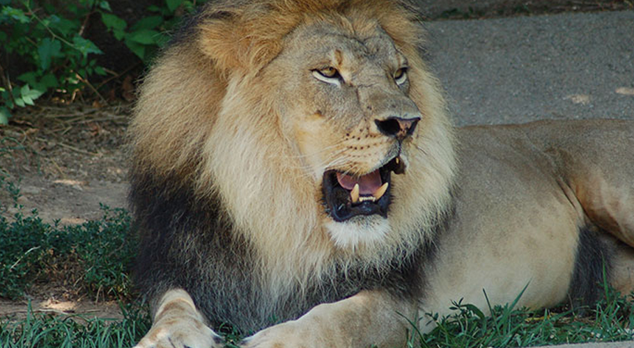 Successful jaw surgery restores lion's health in punjab