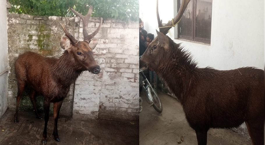 Hungry Sambar deer crosses border into Pakistan from India