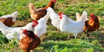 First U.S. human death from bird flu reported in Louisiana